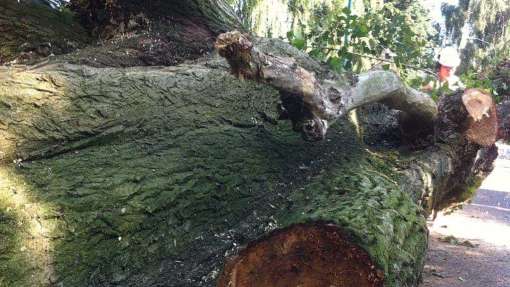 Rooien van bomen in Eersel